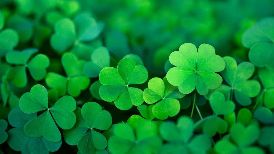 Steuerbares Glück: Nach der Lehre der Serendipität haben wir einigen Einfluss auf  positive Zufälle.