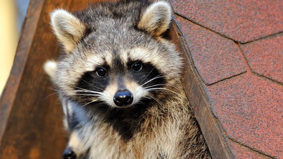 Niedlich sind Waschbären sicherlich, aber als Mitbewohner eher unbeliebt.